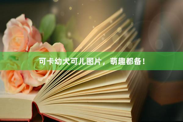 可卡幼犬可儿图片,萌趣都备!